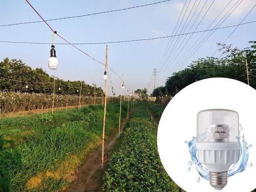 Đèn LED chiếu sáng hoa cúc