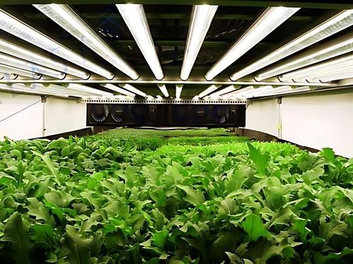 Đèn LED chiếu sáng Nông Nghiệp